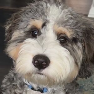 Meet your Posher, Lucy